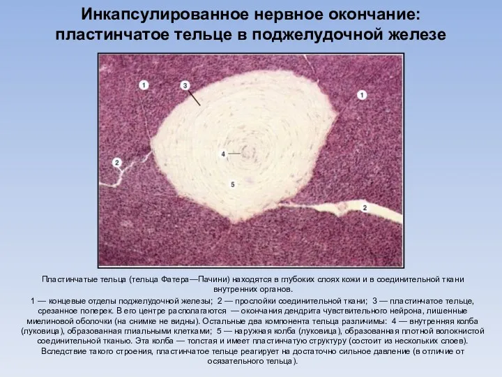 Инкапсулированное нервное окончание: пластинчатое тельце в поджелудочной железе Пластинчатые тельца