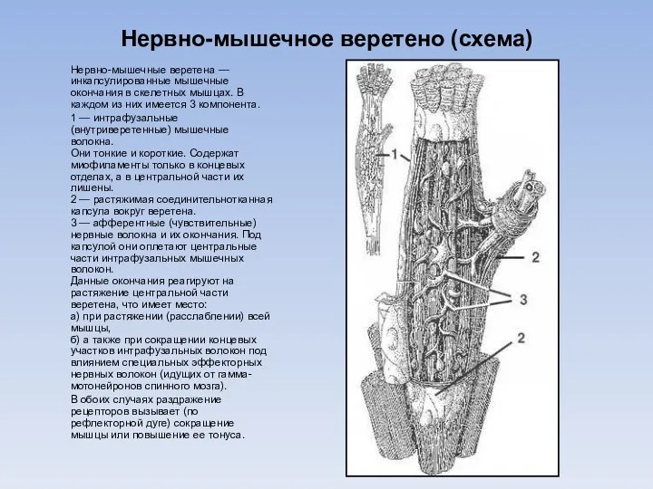 Нервно-мышечное веретено (схема) Нервно-мышечные веретена — инкапсулированные мышечные окончания в скелетных мышцах. В