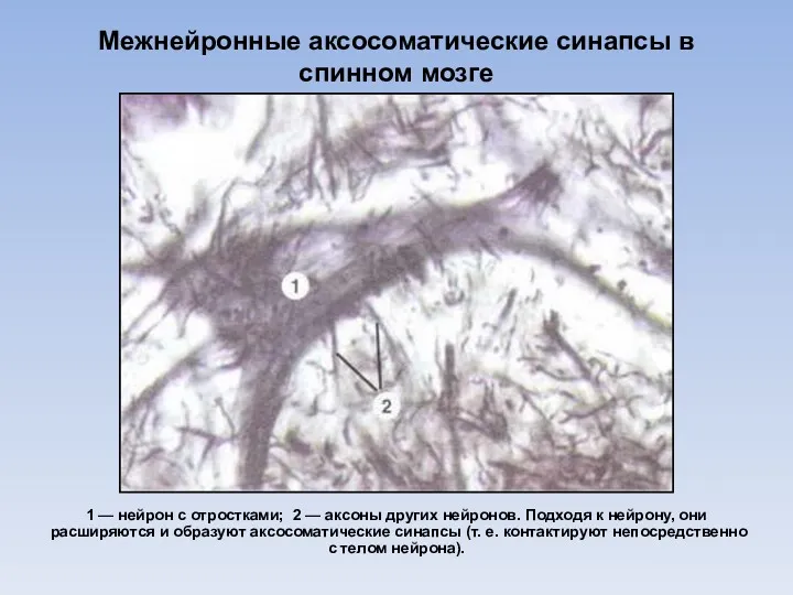 Межнейронные аксосоматические синапсы в спинном мозге 1 — нейрон с отростками; 2 —