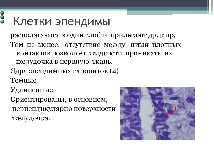 Клетки эпендимы располагаются в один слой и прилегают др. к