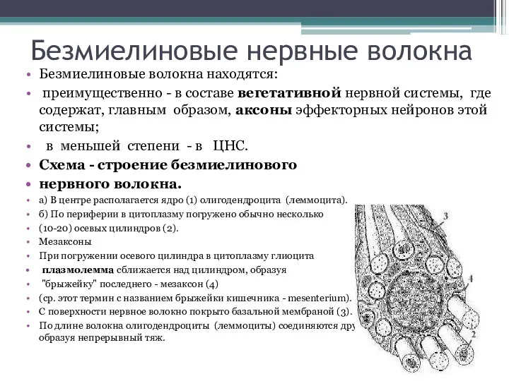 Безмиелиновые нервные волокна Безмиелиновые волокна находятся: преимущественно - в составе