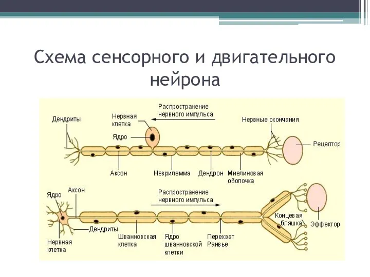 Схема сенсорного и двигательного нейрона