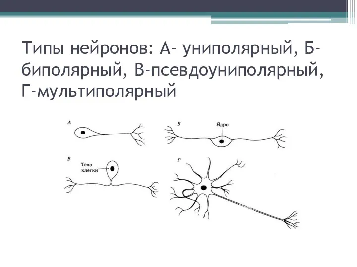 Типы нейронов: А- униполярный, Б- биполярный, В-псевдоуниполярный, Г-мультиполярный