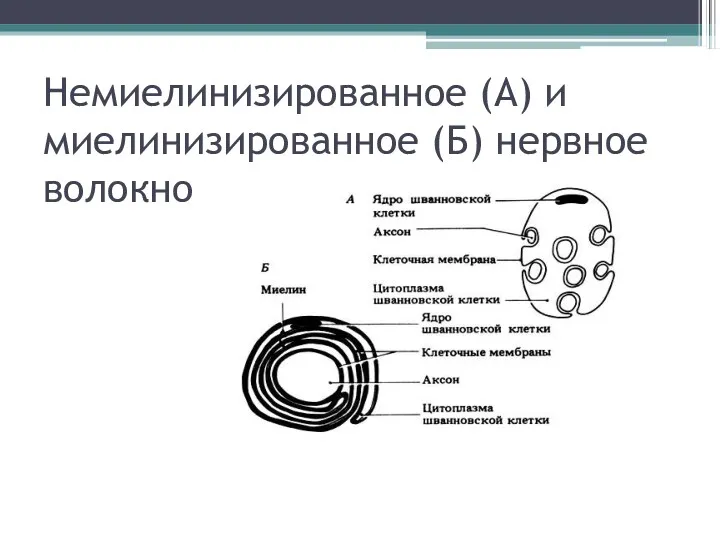 Немиелинизированное (А) и миелинизированное (Б) нервное волокно