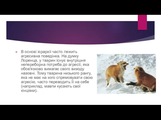 В основі ієрархії часто лежить агресивна поведінка. На думку Лоренца,