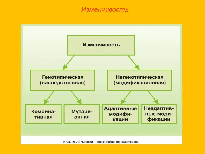 Изменчивость