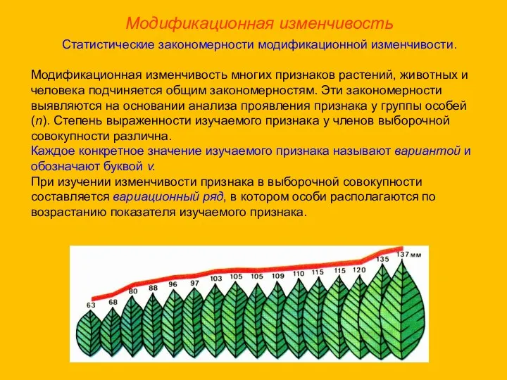 Модификационная изменчивость Статистические закономерности модификационной изменчивости. Модификационная изменчивость многих признаков