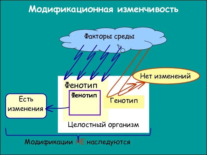 Модификации НЕ наследуются Модификационная изменчивость Целостный организм Факторы среды Фенотип Генотип Есть изменения Нет изменений Фенотип