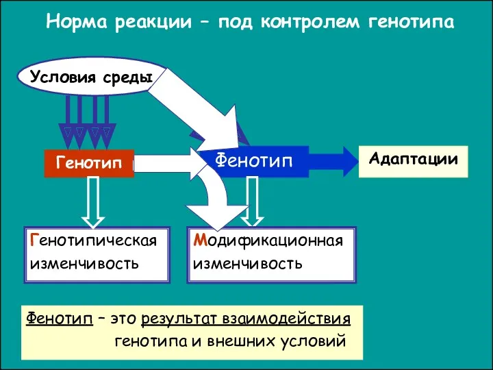 Норма реакции – под контролем генотипа Генотипическая изменчивость Фенотип Генотип