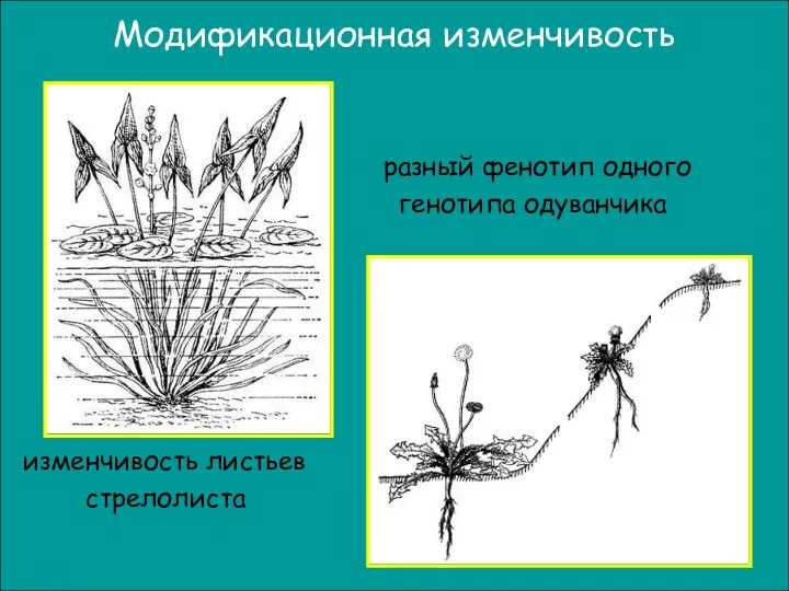 разный фенотип одного генотипа одуванчика изменчивость листьев стрелолиста Модификационная изменчивость