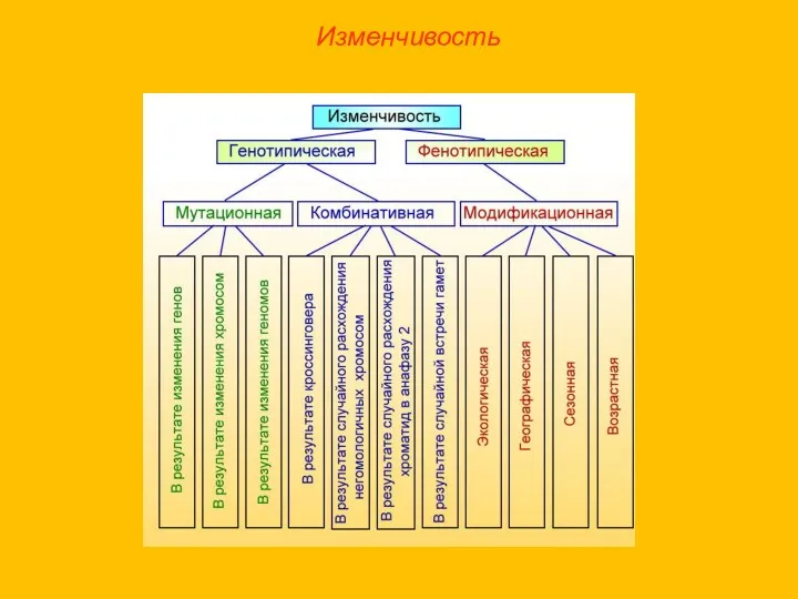 Изменчивость