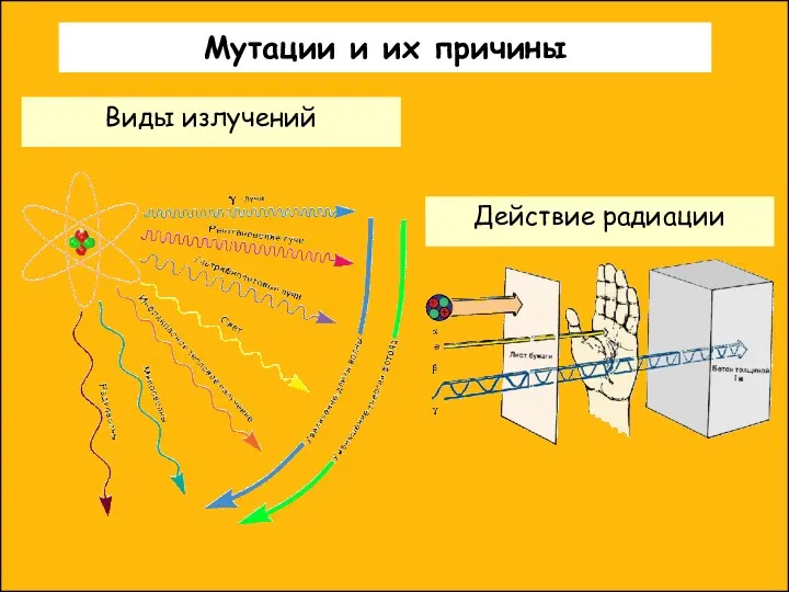 Действие радиации Мутации и их причины Виды излучений