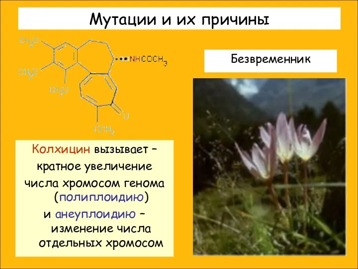 Мутации и их причины Колхицин вызывает – кратное увеличение числа