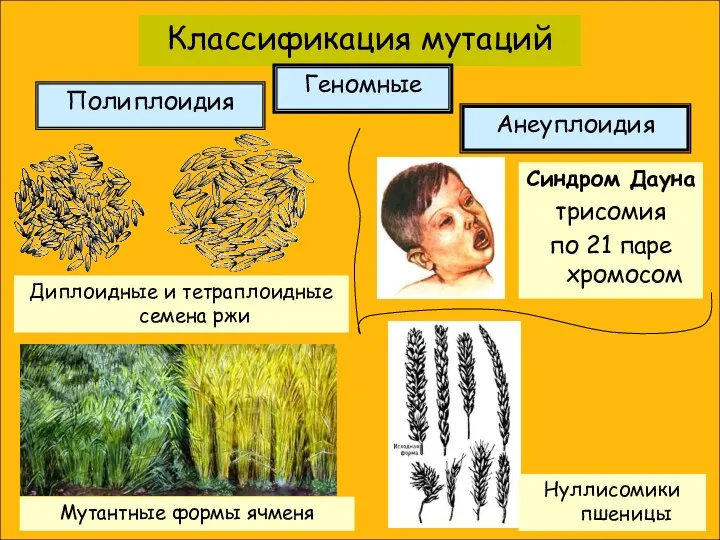 Классификация мутаций Полиплоидия Геномные Диплоидные и тетраплоидные семена ржи Анеуплоидия