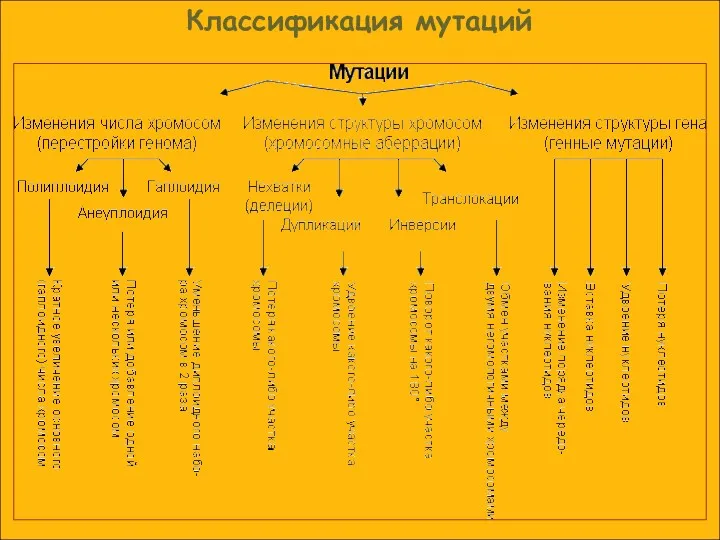 Классификация мутаций