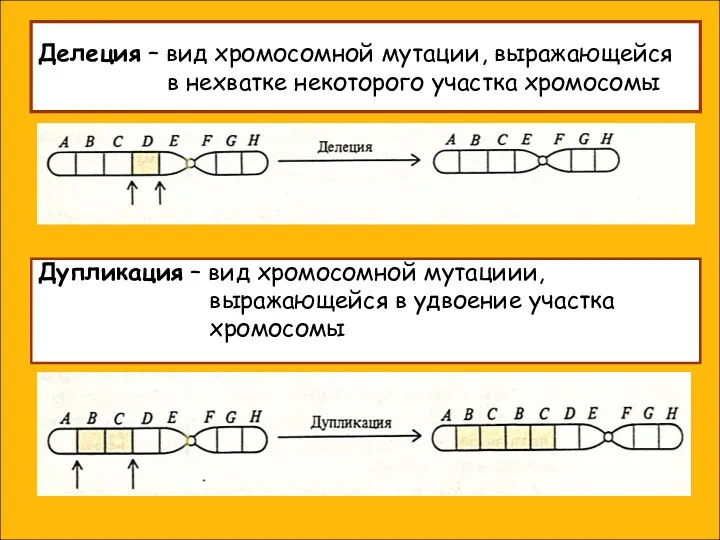 Делеция – вид хромосомной мутации, выражающейся в нехватке некоторого участка