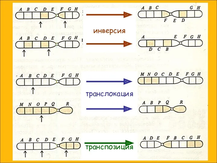 инверсия транслокация транспозиция