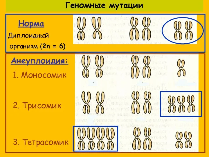 Норма Диплоидный организм (2n = 6) 1. Моносомик 2. Трисомик 3. Тетрасомик Анеуплоидия: Геномные мутации