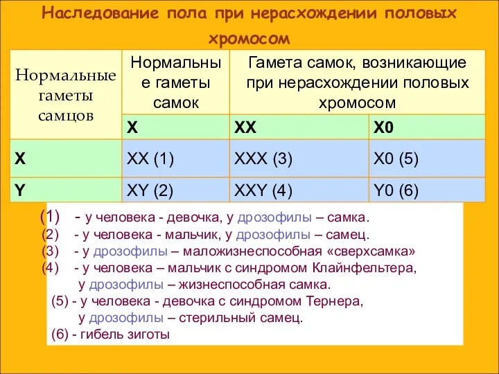 Наследование пола при нерасхождении половых хромосом - у человека -