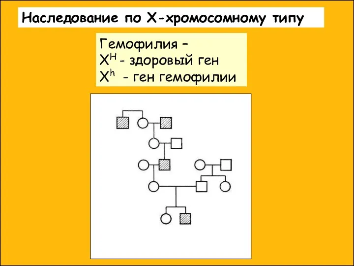 Наследование по Х-хромосомному типу Гемофилия – XH - здоровый ген Xh - ген гемофилии