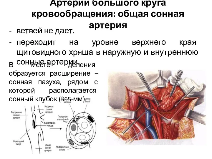 Артерии большого круга кровообращения: общая сонная артерия ветвей не дает. переходит на уровне