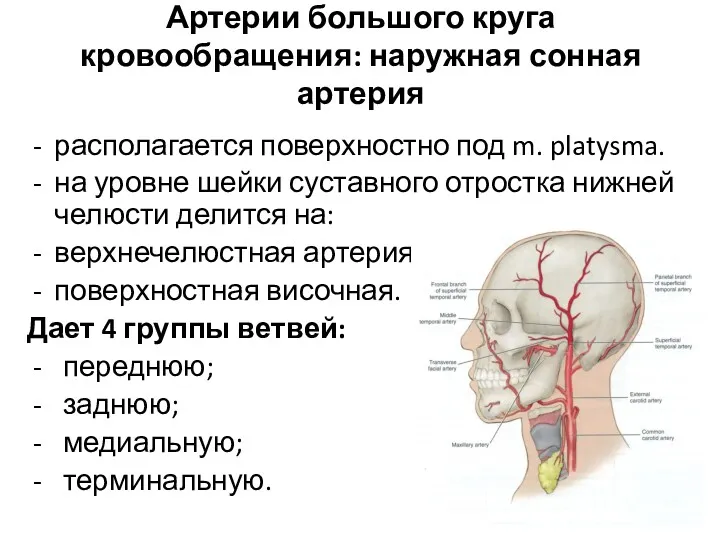 Артерии большого круга кровообращения: наружная сонная артерия располагается поверхностно под m. platysma. на