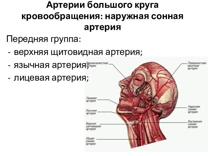Артерии большого круга кровообращения: наружная сонная артерия Передняя группа: верхняя щитовидная артерия; язычная артерия; лицевая артерия;