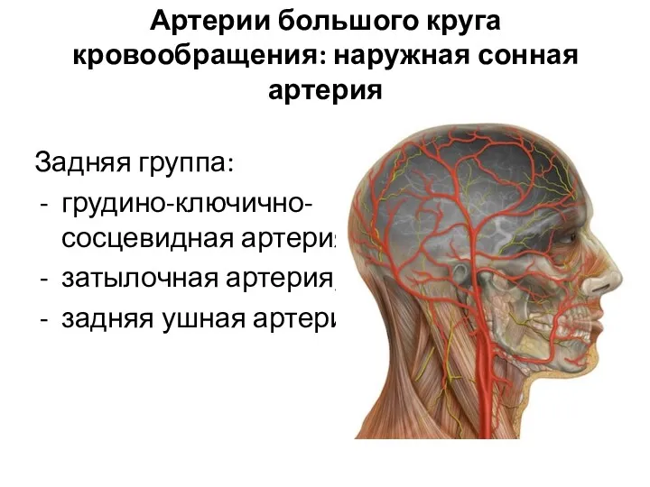 Артерии большого круга кровообращения: наружная сонная артерия Задняя группа: грудино-ключично-сосцевидная артерия; затылочная артерия; задняя ушная артерия;