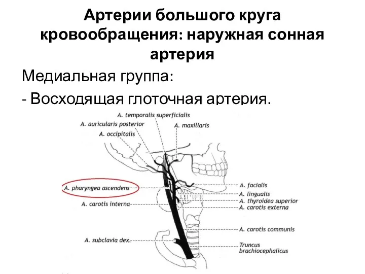 Артерии большого круга кровообращения: наружная сонная артерия Медиальная группа: - Восходящая глоточная артерия.