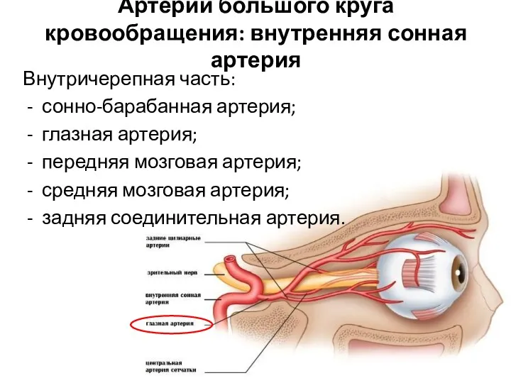 Артерии большого круга кровообращения: внутренняя сонная артерия Внутричерепная часть: сонно-барабанная артерия; глазная артерия;