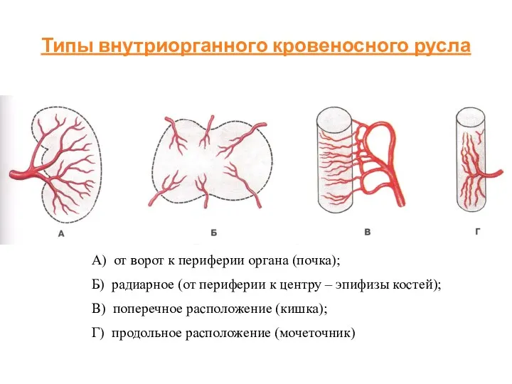 Типы внутриорганного кровеносного русла А) от ворот к периферии органа (почка); Б) радиарное