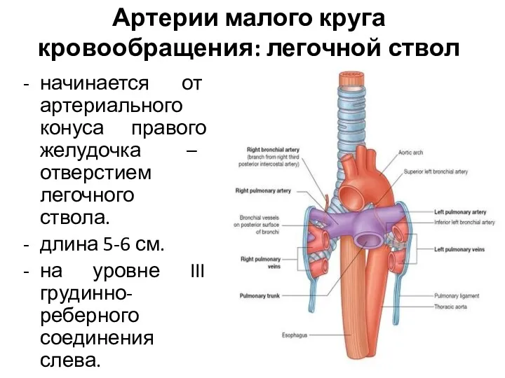 Артерии малого круга кровообращения: легочной ствол начинается от артериального конуса правого желудочка –