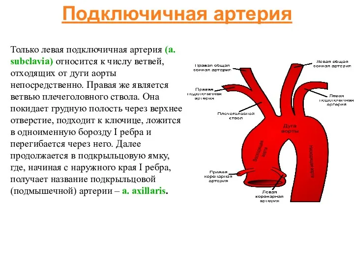 Подключичная артерия Только левая подключичная артерия (a. subclavia) относится к числу ветвей, отходящих