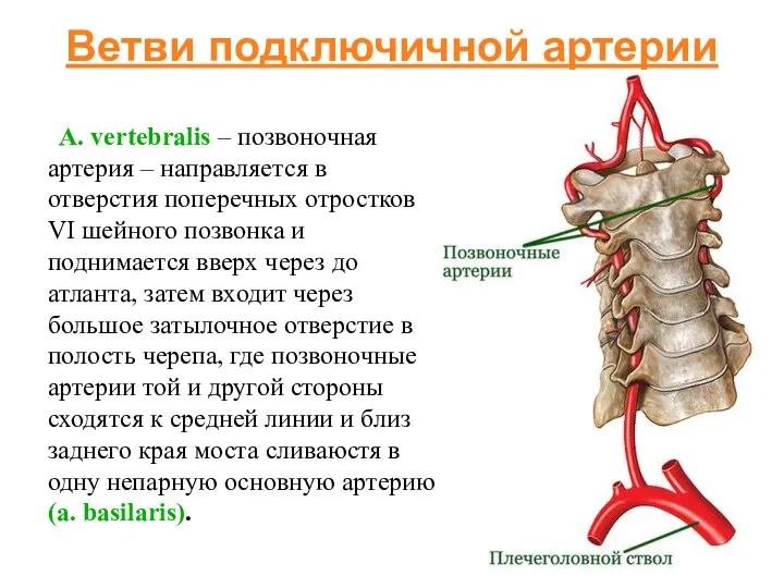 Ветви подключичной артерии A. vertebralis – позвоночная артерия – направляется в отверстия поперечных