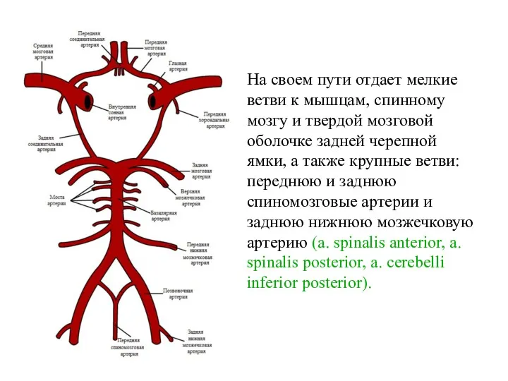На своем пути отдает мелкие ветви к мышцам, спинному мозгу и твердой мозговой