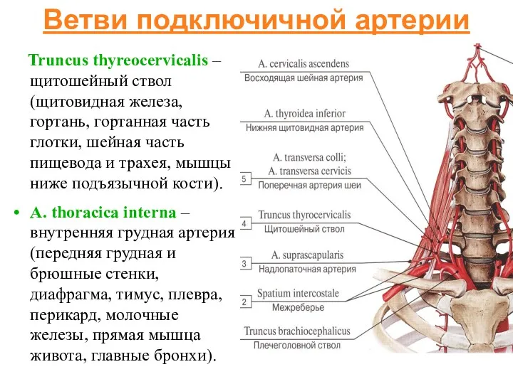 Ветви подключичной артерии Truncus thyreocervicalis – щитошейный ствол (щитовидная железа, гортань, гортанная часть