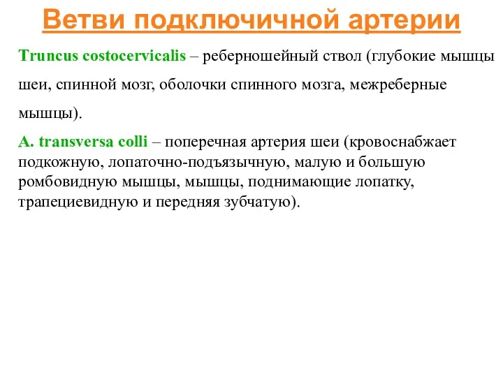 Ветви подключичной артерии Тruncus costocervicalis – реберношейный ствол (глубокие мышцы шеи, спинной мозг,