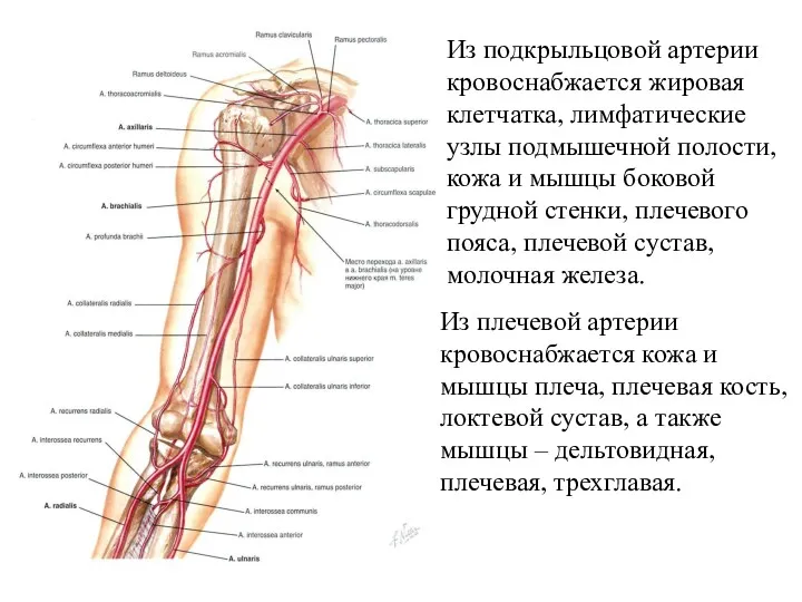 Из плечевой артерии кровоснабжается кожа и мышцы плеча, плечевая кость, локтевой сустав, а