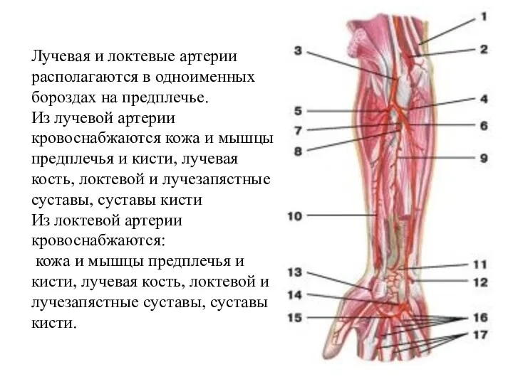 Лучевая и локтевые артерии располагаются в одноименных бороздах на предплечье. Из лучевой артерии