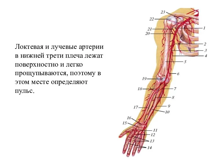 Локтевая и лучевые артерии в нижней трети плеча лежат поверхностно и легко прощупываются,
