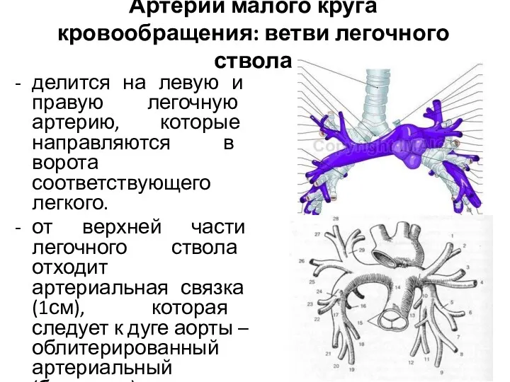 Артерии малого круга кровообращения: ветви легочного ствола делится на левую и правую легочную