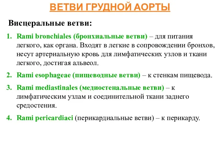 ВЕТВИ ГРУДНОЙ АОРТЫ Висцеральные ветви: Rami bronchiales (бронхиальные ветви) – для питания легкого,