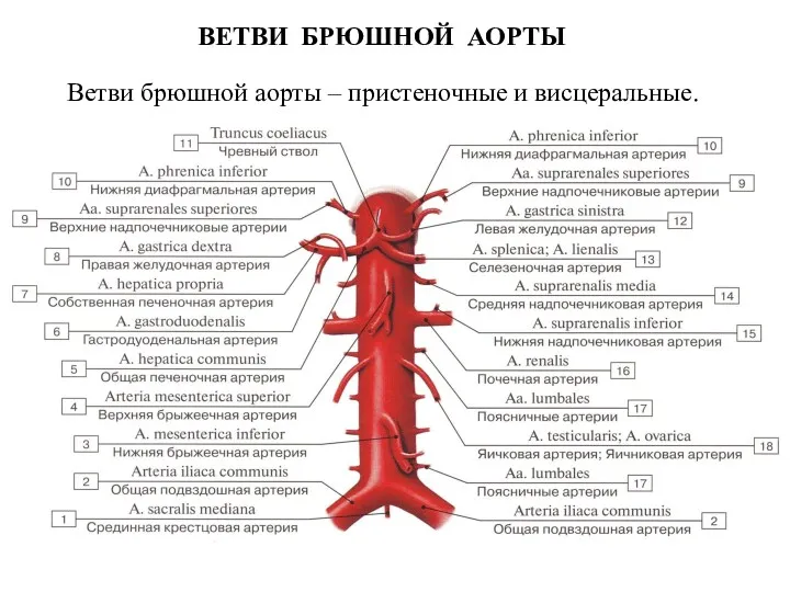 Ветви брюшной аорты – пристеночные и висцеральные. ВЕТВИ БРЮШНОЙ АОРТЫ