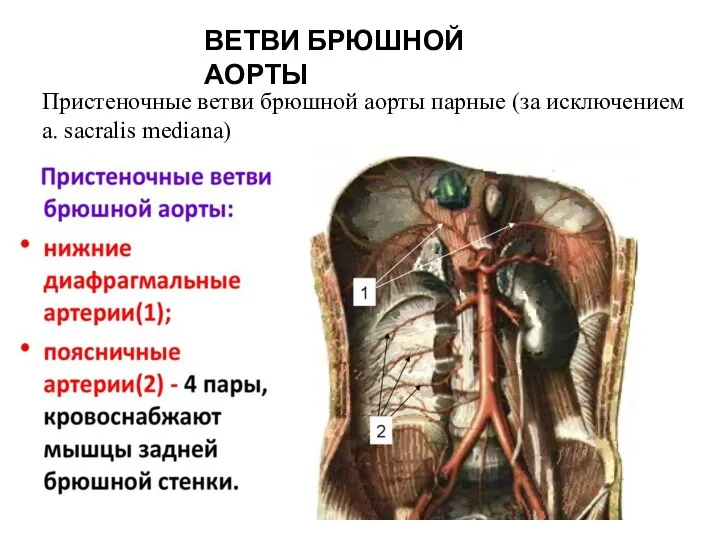 ВЕТВИ БРЮШНОЙ АОРТЫ Пристеночные ветви брюшной аорты парные (за исключением a. sacralis mediana)