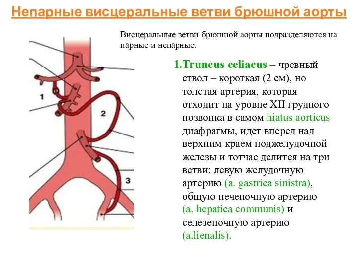 Непарные висцеральные ветви брюшной аорты Truncus celiacus – чревный ствол – короткая (2