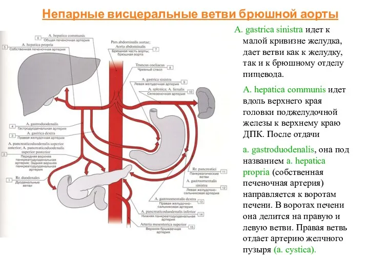 gastrica sinistra идет к малой кривизне желудка, дает ветви как к желудку, так