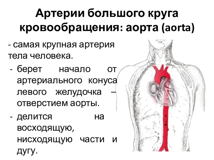 Артерии большого круга кровообращения: аорта (aorta) - самая крупная артерия тела человека. берет