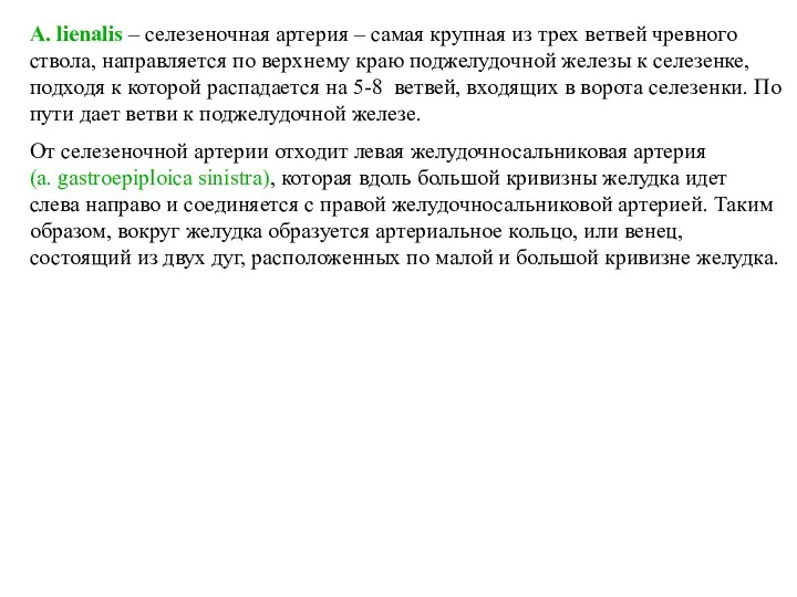 A. lienalis – селезеночная артерия – самая крупная из трех ветвей чревного ствола,