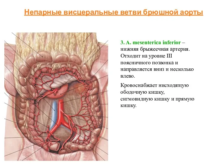 3. A. mesenterica inferior – нижняя брыжеечная артерия. Отходит на уровне III поясничного
