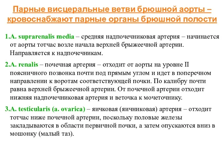 Парные висцеральные ветви брюшной аорты – кровоснабжают парные органы брюшной полости A. suprarenalis